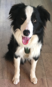 Unser Familienunternehmen betreut seit mehr als 30 Jahren Firmen ganz individuell und auf die jeweiligen Bedürfnisse zugeschnitten. Auch unser Firmenhund Buddy ist fleißig und unterstützt uns bei der Arbeit. Bleiben Sie auf dem aktuellen Stand und lassen Sie sich von uns beraten, wie Sie Ihr Unternehmen präsentieren können. Unser Familienunternehmen betreut seit mehr als 30 Jahren Firmen ganz individuell und auf die jeweiligen Bedürfnisse zugeschnitten. Auch unser Firmenhund Buddy ist fleißig und unterstützt uns bei der Arbeit. Bleiben Sie auf dem aktuellen Stand und lassen Sie sich von uns beraten, wie Sie Ihr Unternehmen präsentieren können.